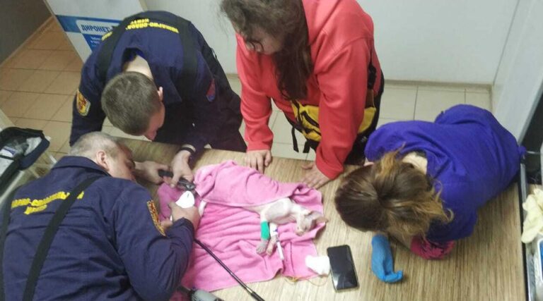 Спасатели помогли застрявшему в сливе ванной сфинксу | Петрозаводск ГОВОРИТ | Газета "Петрозаводск" online