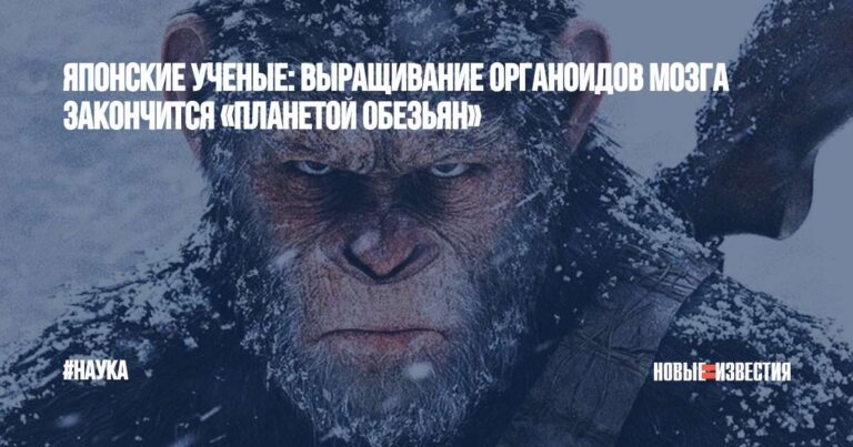 Японские ученые: выращивание органоидов мозга закончится «Планетой обезьян» - Новые Известия