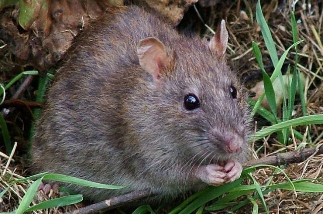 В Камбодже гигантская крыса получила золотую медаль за поиск мин | Общество