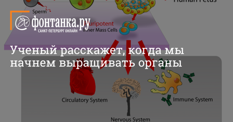 Ученый расскажет, когда мы начнем выращивать органы - Афиша Plus - Новости Санкт-Петербурга